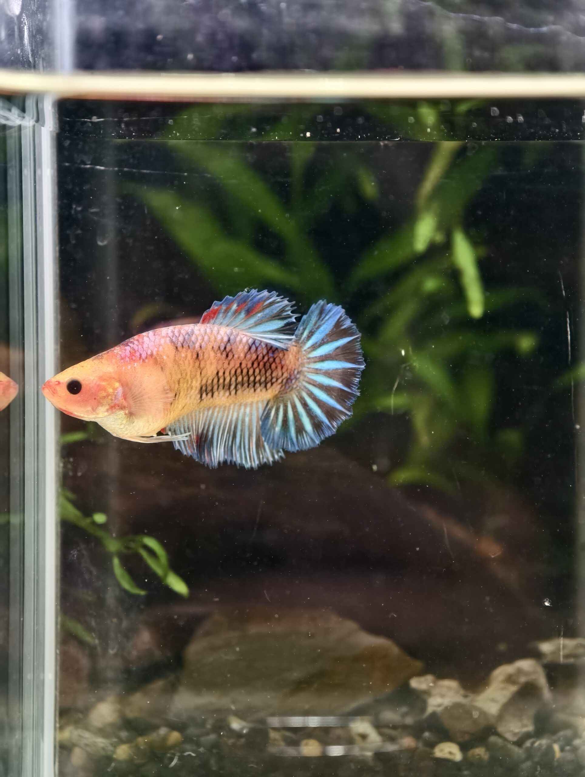 BB322 - HMPK Grizzley Blue (Female)