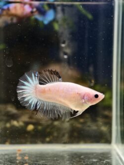 BB323 - HMPK White Cellophane (Female)
