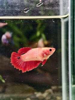 BB324 - HMPK Red Koi (Female)