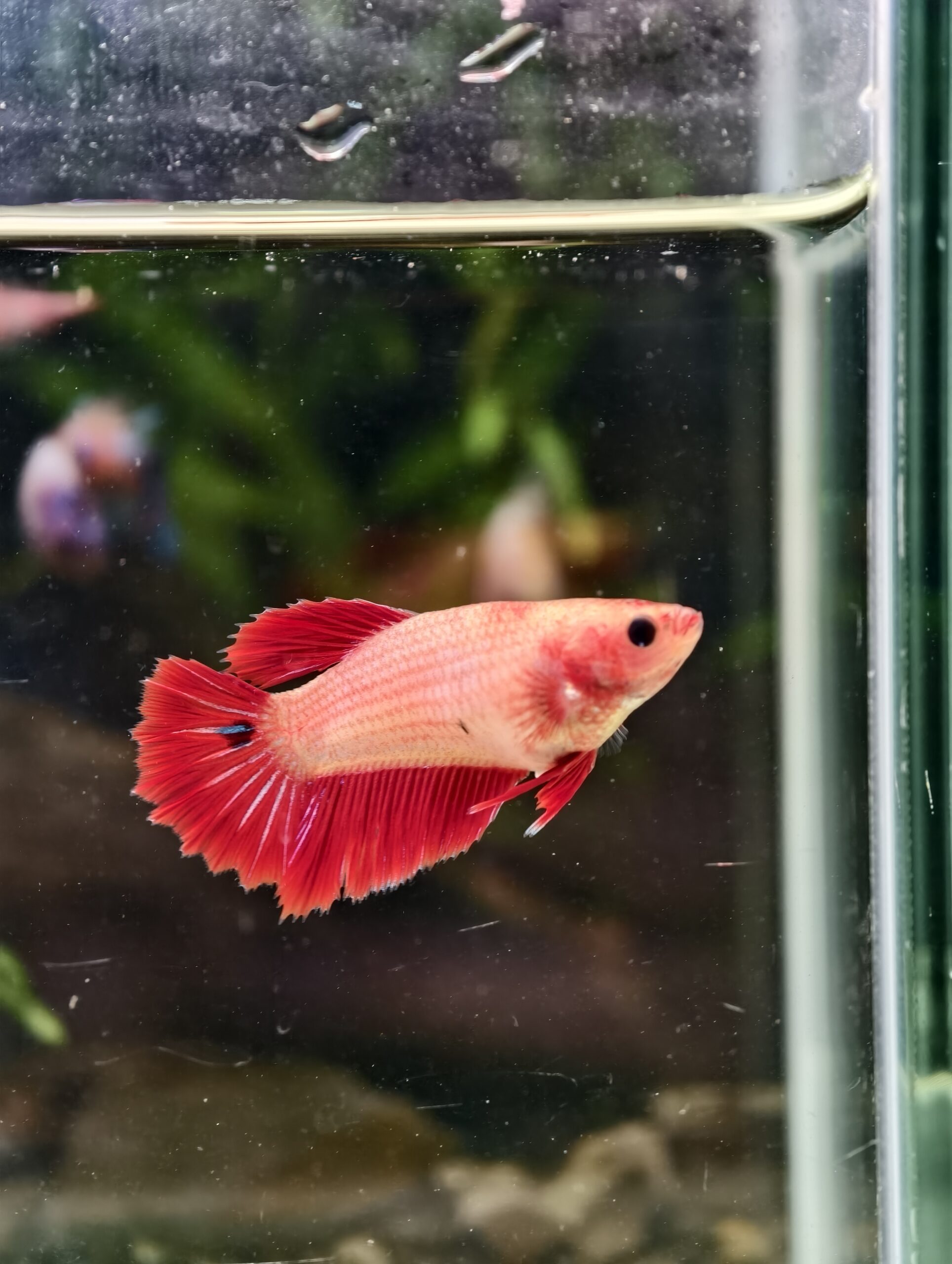 BB324 - HMPK Red Koi (Female)