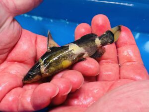Bumblebee Catfish