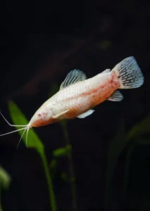 Albino Hopplo Catfish