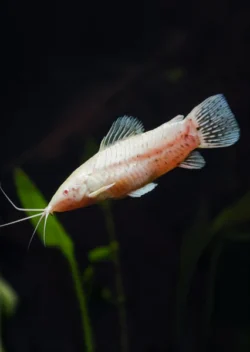 Albino Hopplo Catfish