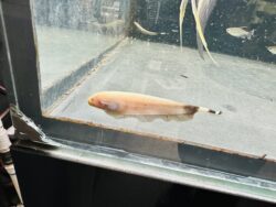 White Ghost Knifefish