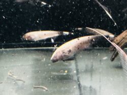 Marble Ghost Knifefish