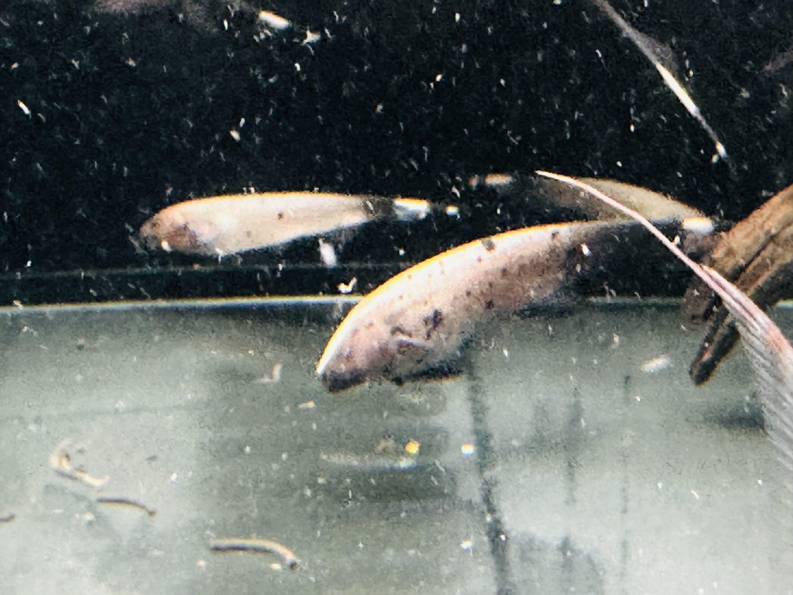 Marble Ghost Knifefish