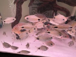 Filament Barbs