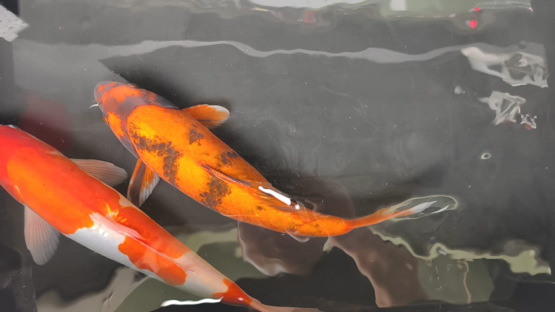 Hi Utsuri KOI 40cm