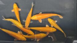 Yamabuki Ogon KOI 12-15cm