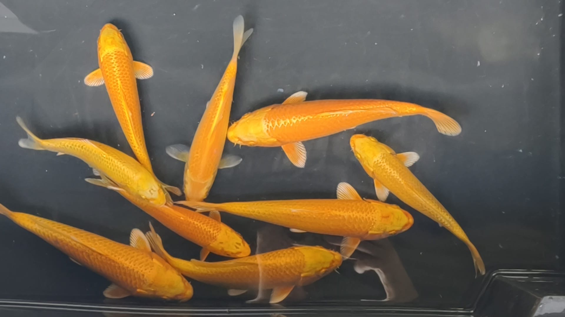 Yamabuki Ogon KOI 12-15cm