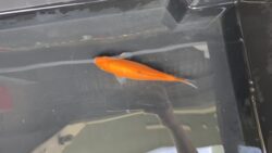 Benigoi KOI 12cm