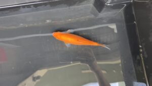 Benigoi KOI 12cm
