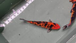 Hi Utsuri KOI 25cm