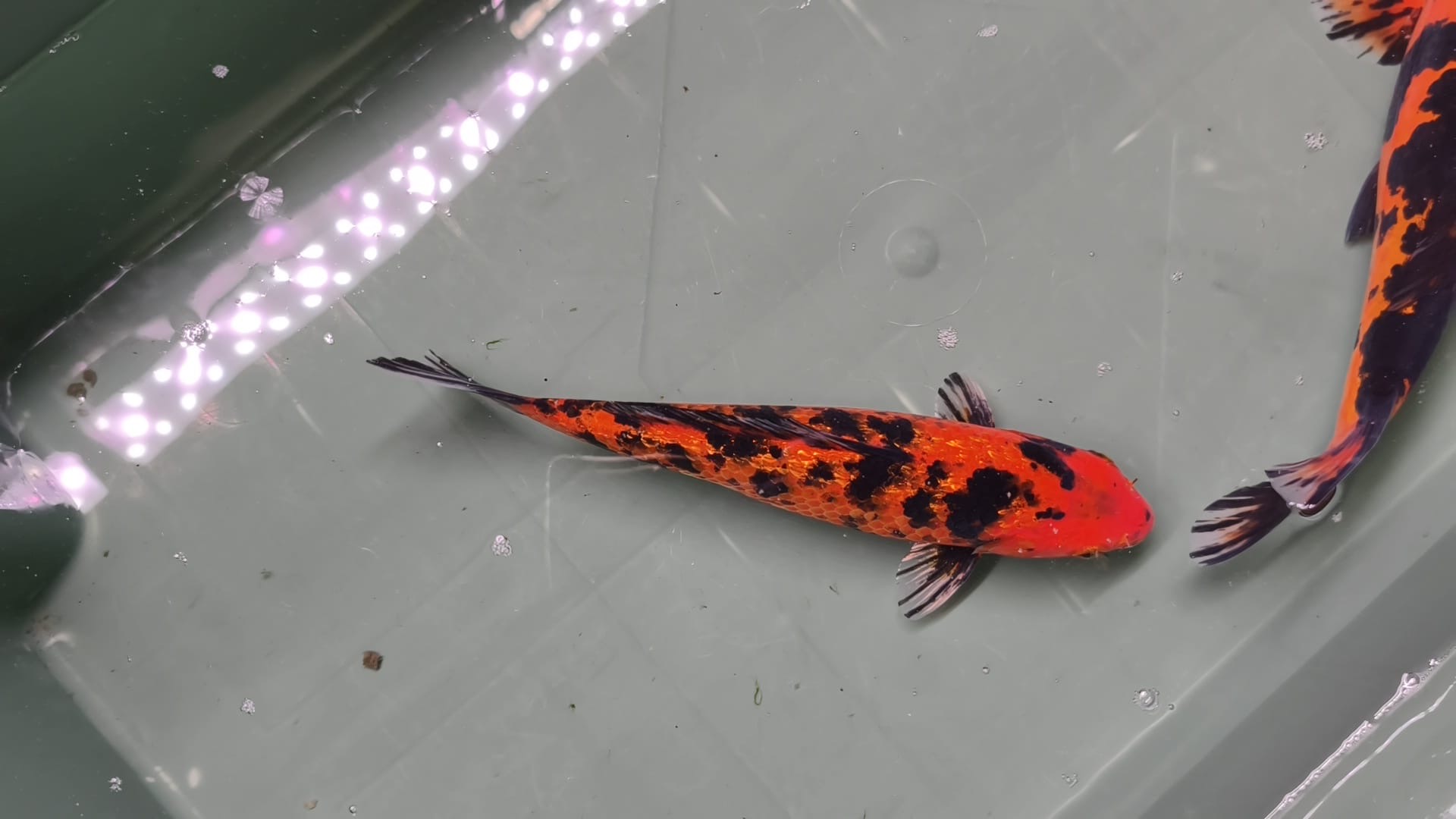 Hi Utsuri KOI 25cm