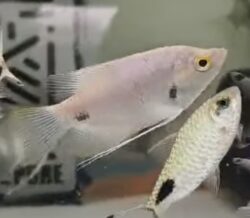 Red Tail Giant Gourami 10cm