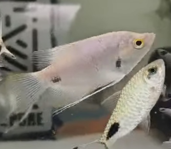 Red Tail Giant Gourami 10cm