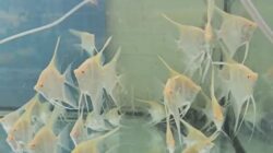 Albino Dandum Angel 5/6cm bundle x 8