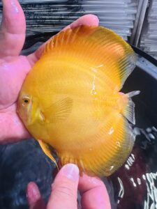 Super Royal Yellow Diamond 11/12cm BO