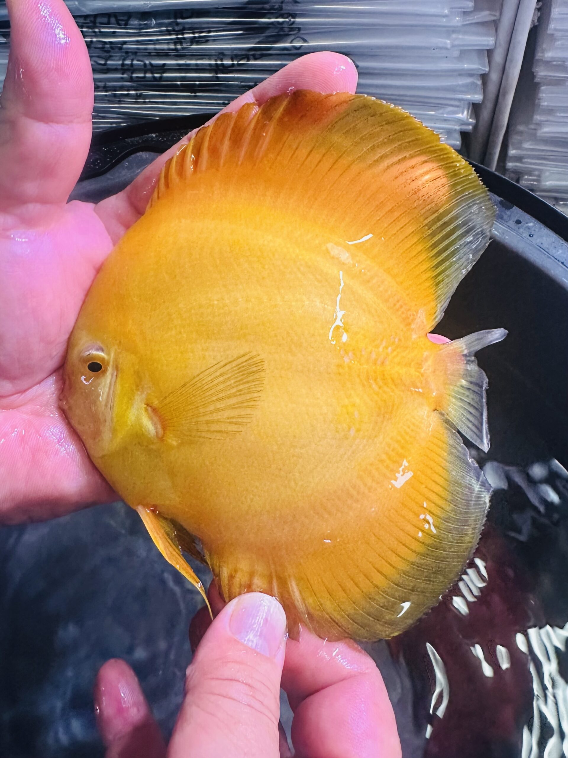 Super Royal Yellow Diamond 11/12cm BO