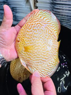 Albino Golden Dragon 13/14cm BO