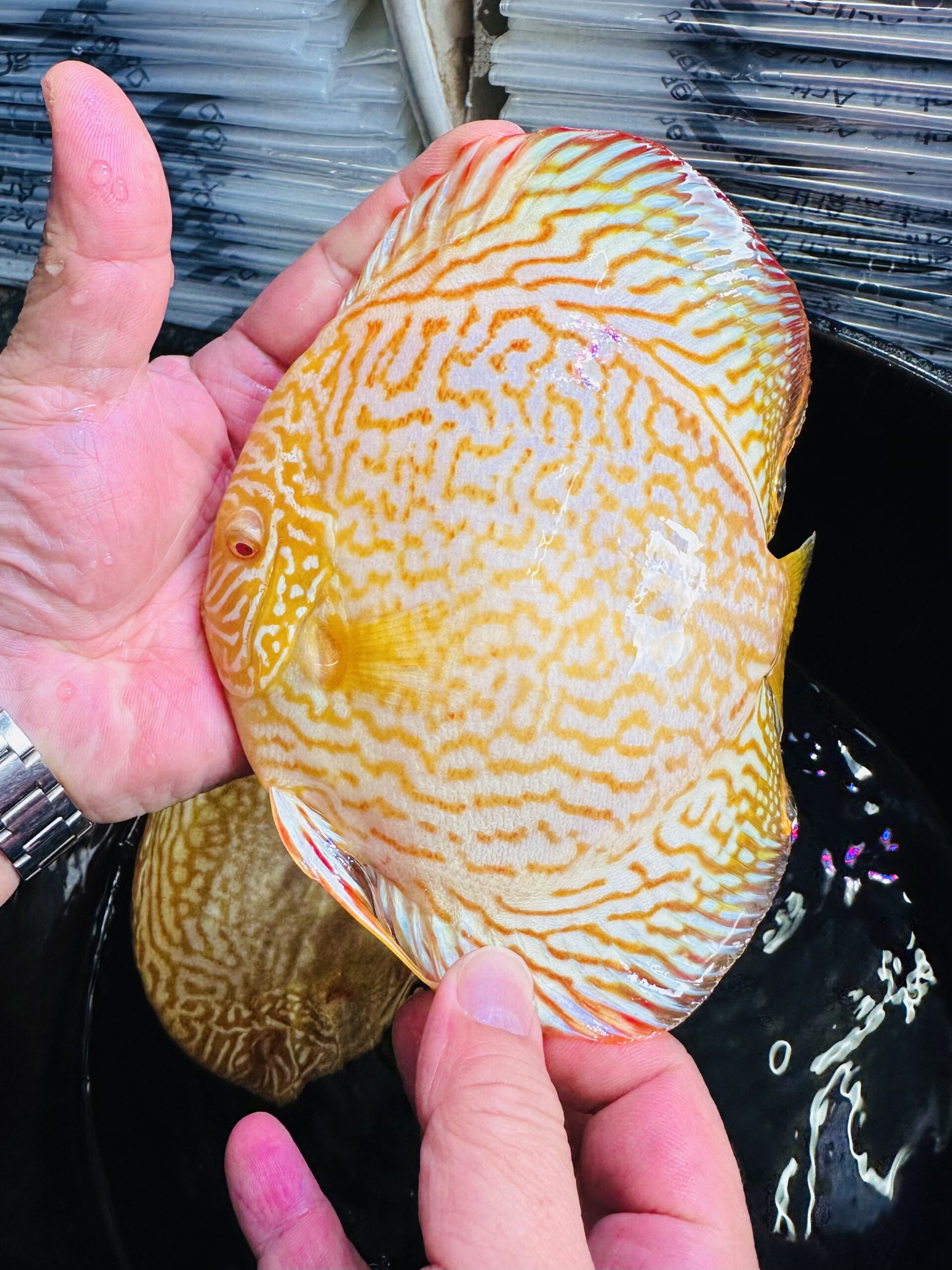 Albino Golden Dragon 13/14cm BO