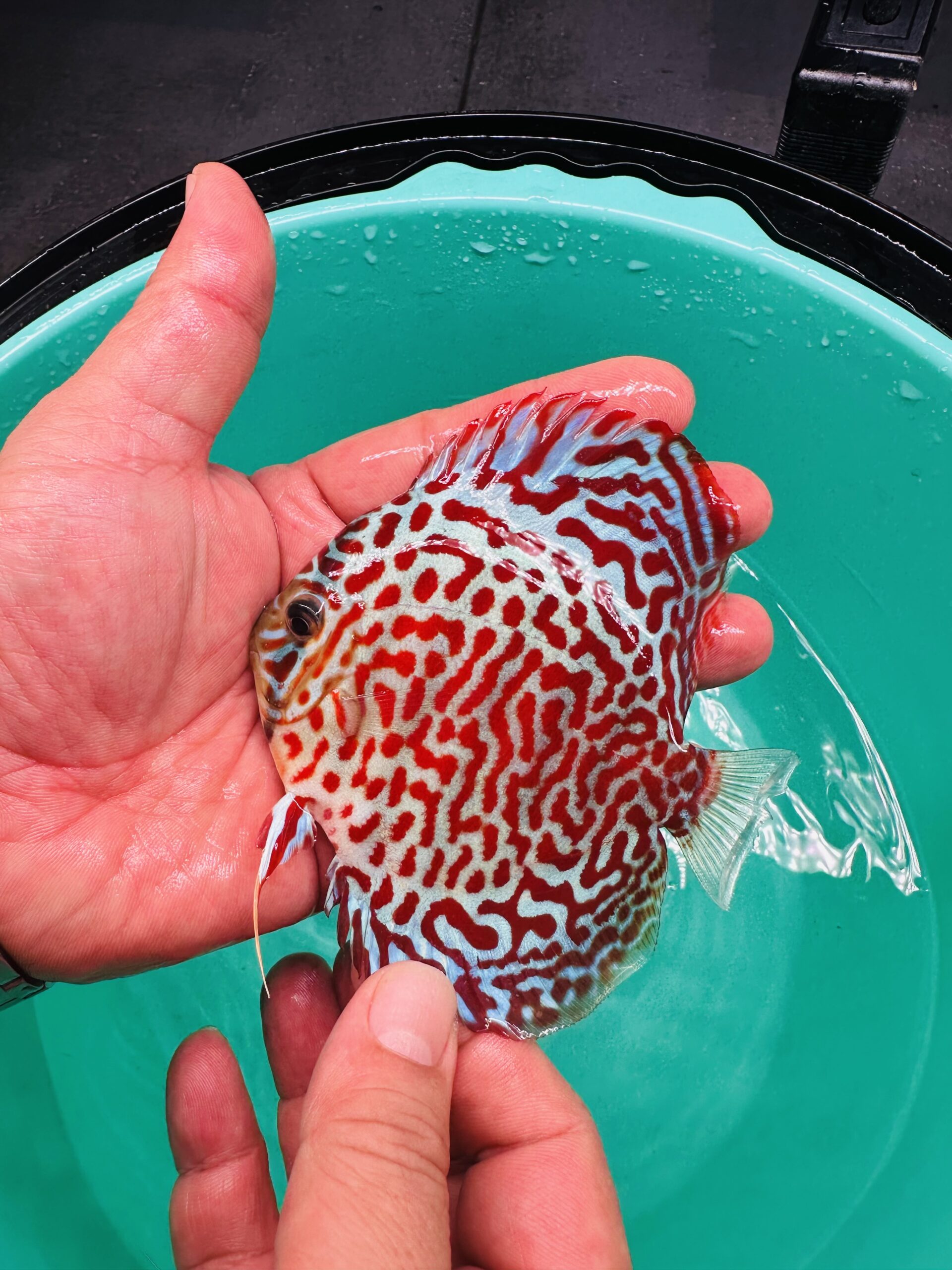Mosaic Turquoise 8/9cm BO