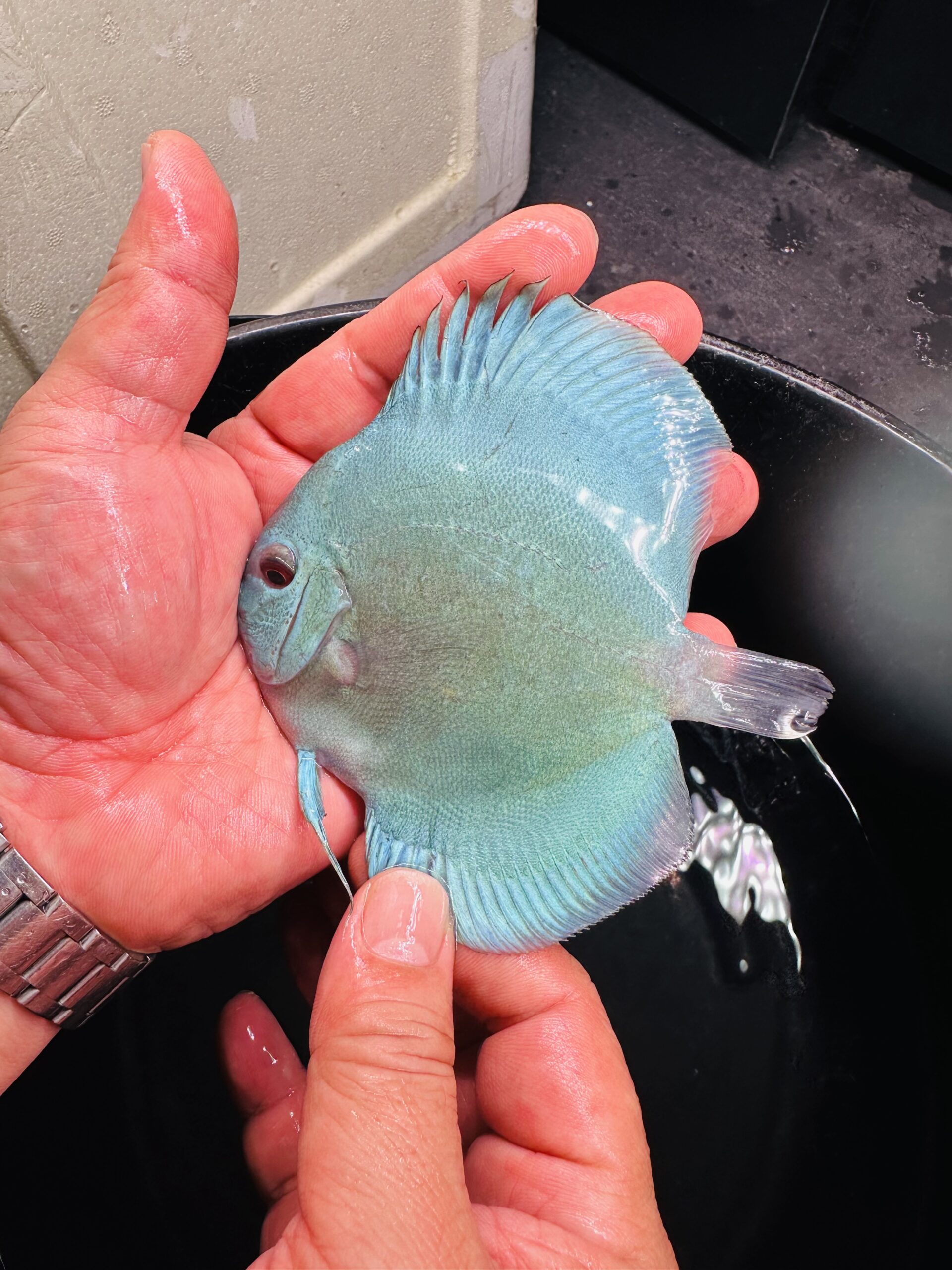 Blue Diamond 8/9cm BO