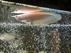 Albino Silver Arowana 20cm
