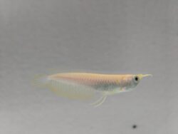 Albino Silver Arowana 12cm
