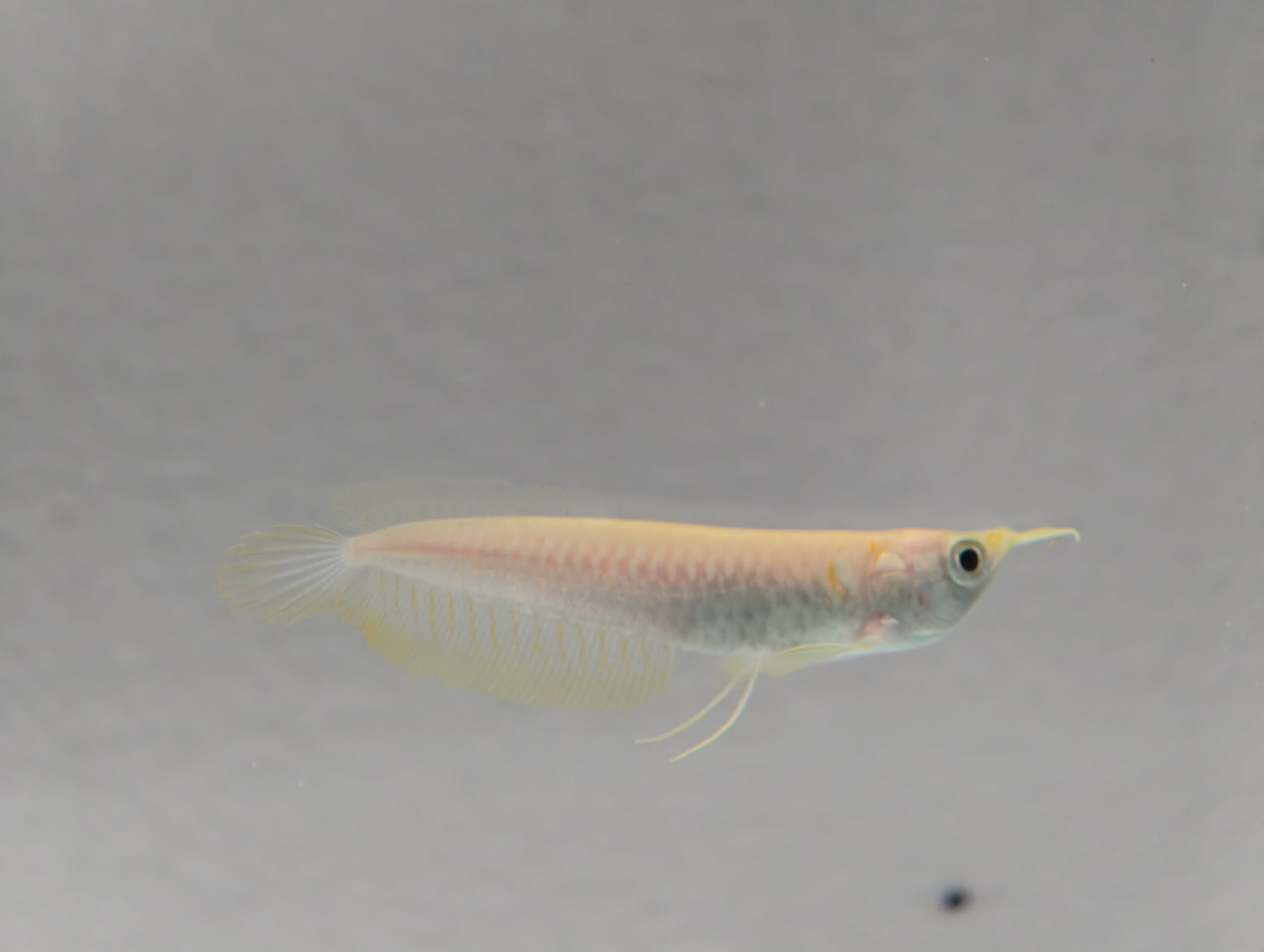 Albino Silver Arowana 12cm