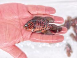 Nemo Black Oscars 6/7cm