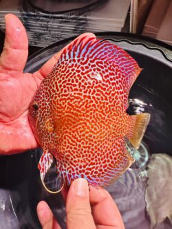 Full Face Spotted LSS 12/13cm BO