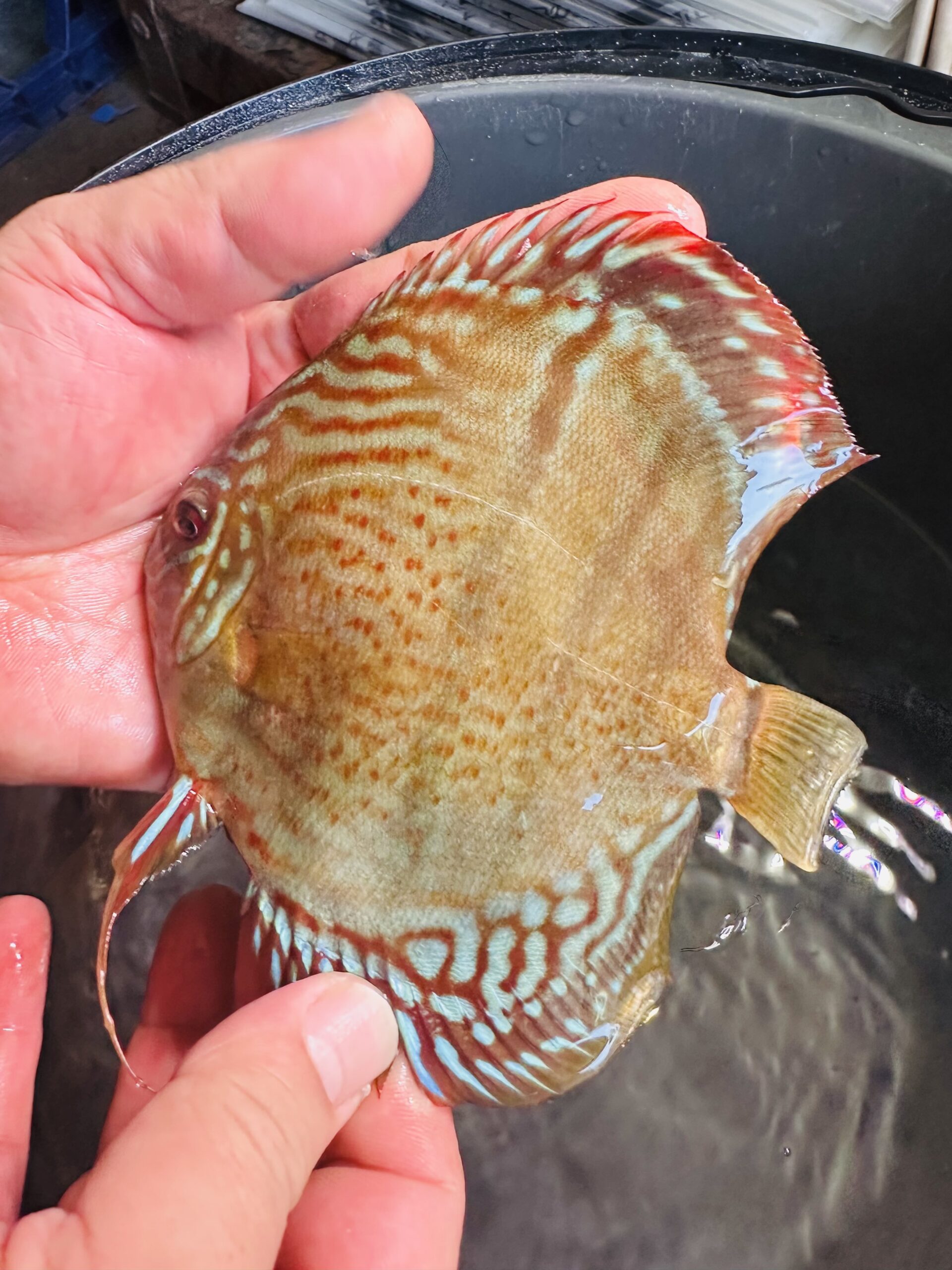Wild Brown X 10/11cm BO