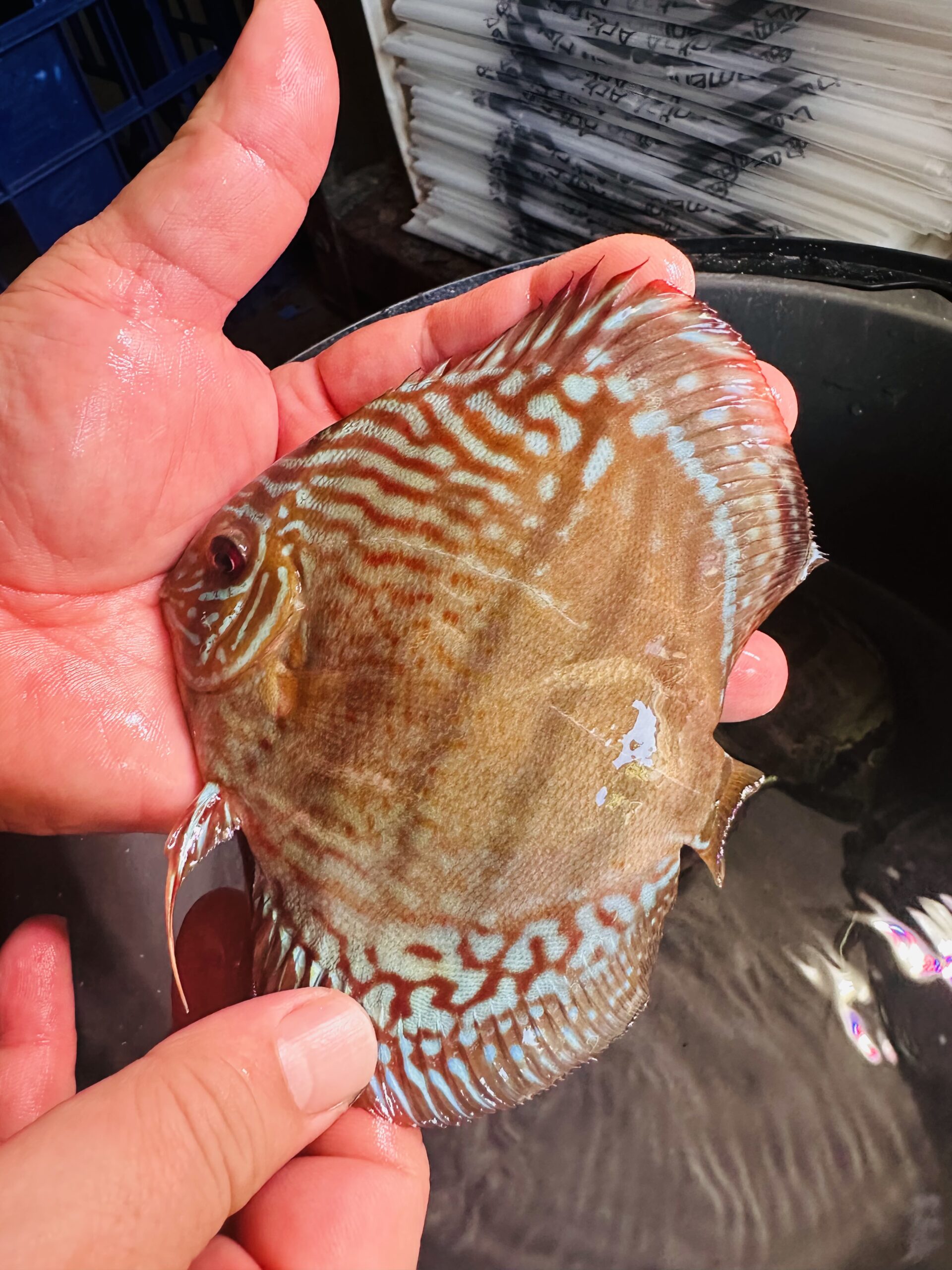Wild Brown X 10/11cm BO - Image 4