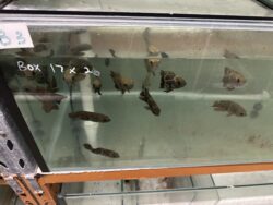 Wild Columbian Oscars 6/7cm