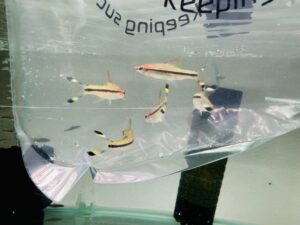 Torpedo Barbs 4cm