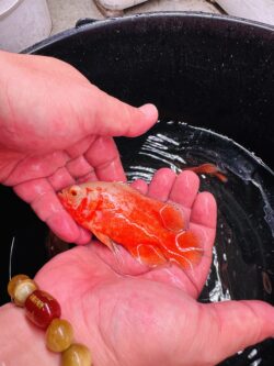 Red Chilli Oscars 6/7cm