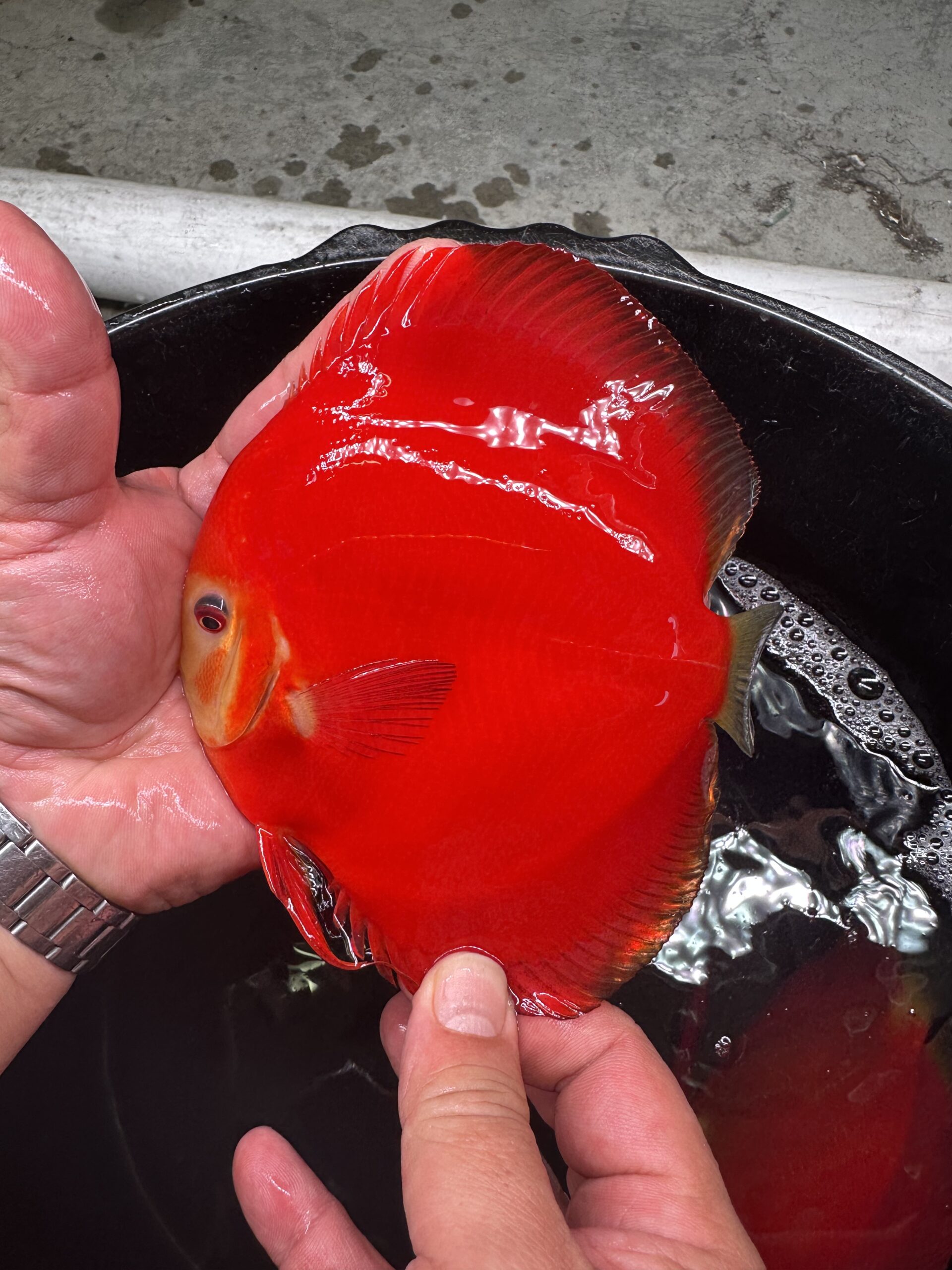 Super Reds 12/13cm BO