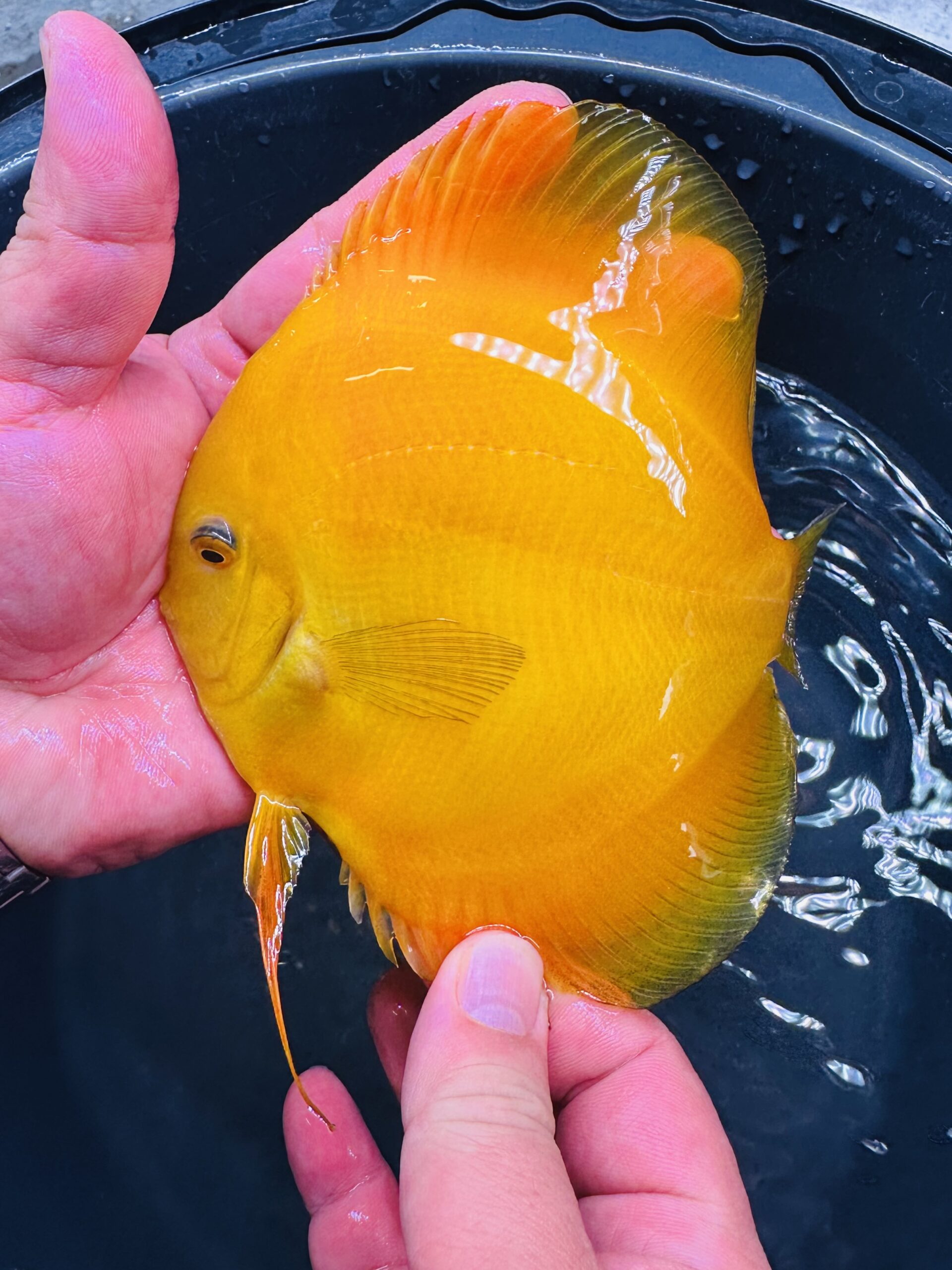 Super Yellow 11/12cm BO