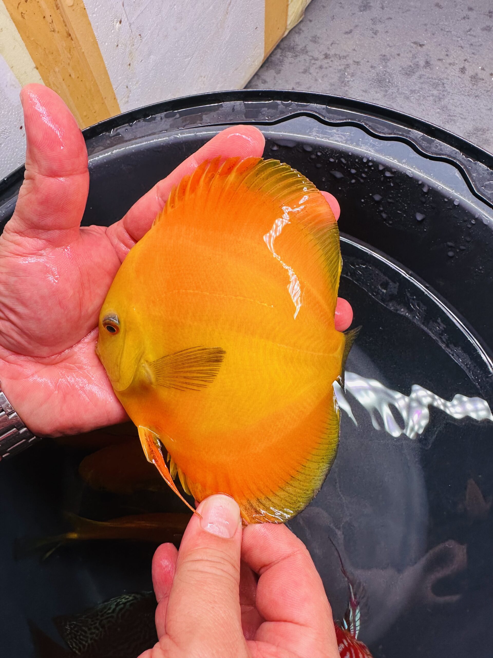 Super Yellow 11/12cm BO - Image 3