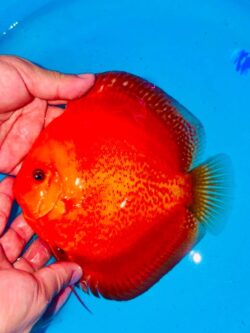 Super Reds 14/15cm BO