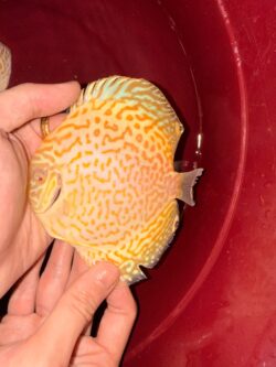 A Grade - Albino Golden Ring Leoapard for Dario