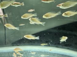 Albino Hecklii 5-6cm