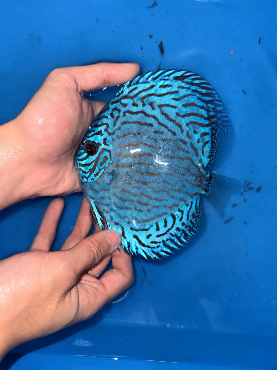 Brilliant Blue Turquoise 13/14cm BO - Image 5