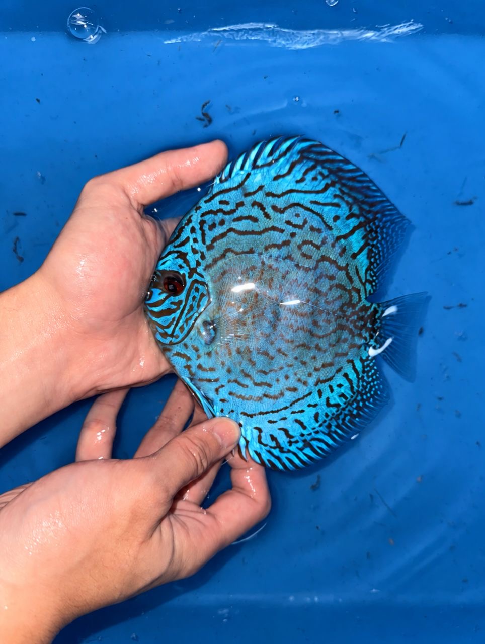 Brilliant Blue Turquoise 13/14cm BO - Image 3