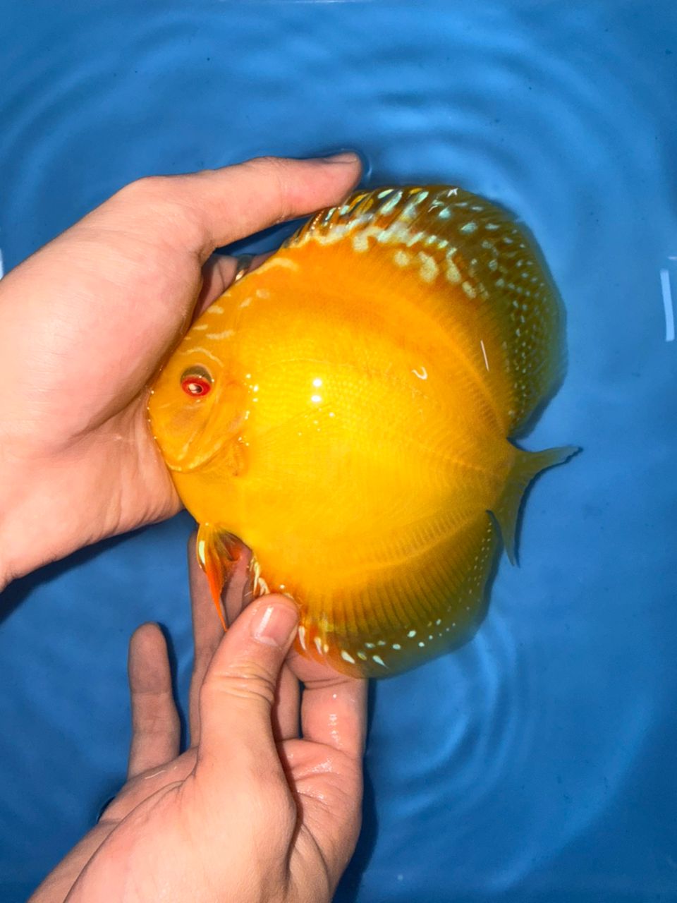 Albino Yellow Alenquers 13/14cm BO - Image 13