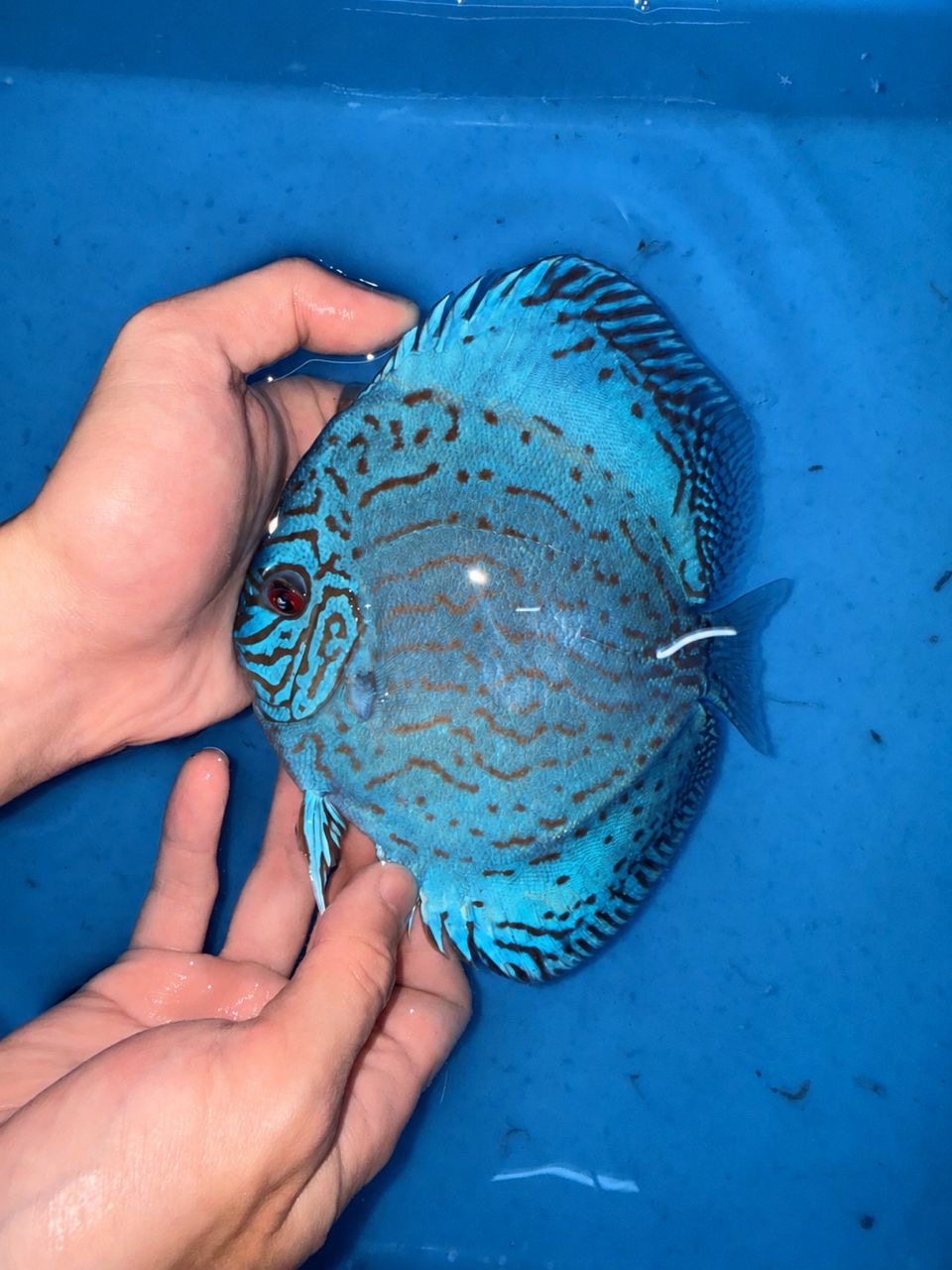 Brilliant Blue Turquoise 13/14cm BO - Image 4