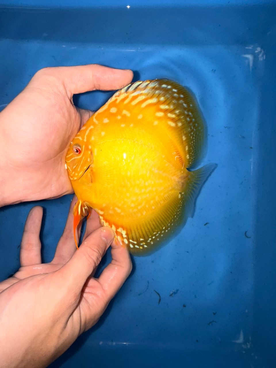 Albino Yellow Alenquers 13/14cm BO - Image 2