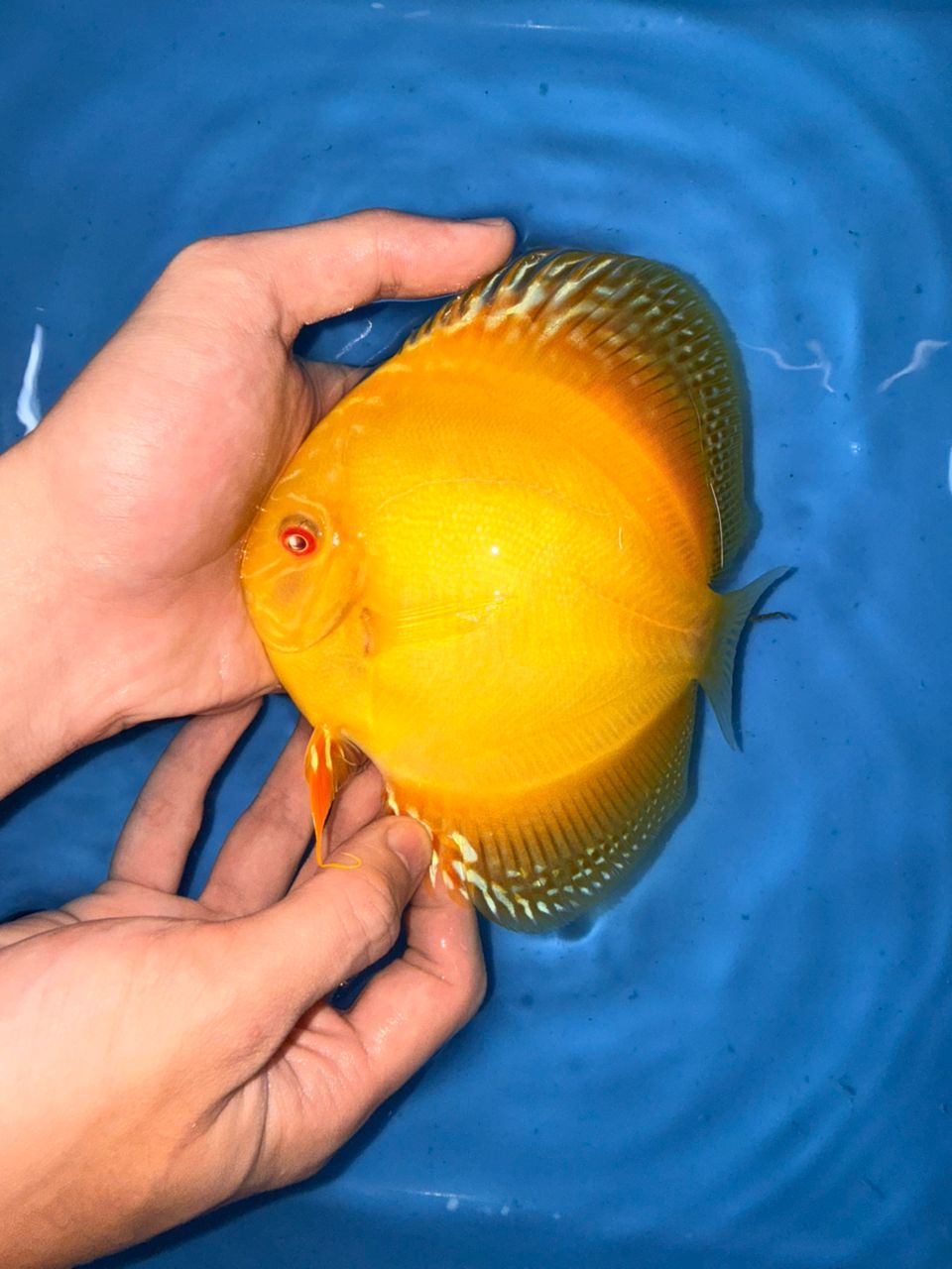 Albino Yellow Alenquers 13/14cm BO - Image 9