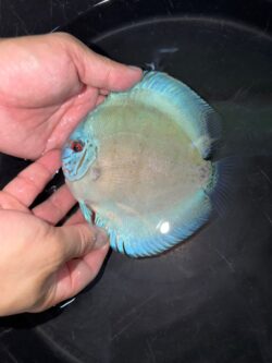 Cobalt 12cm BO